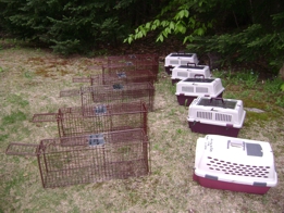 Cages pour attraper les chats errants